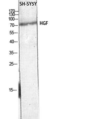 HGF rabbit pAb