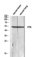 Vitronectin rabbit pAb