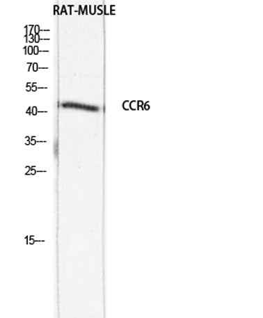 CKR-6 rabbit pAb