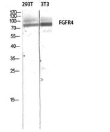FGFR-4 rabbit pAb