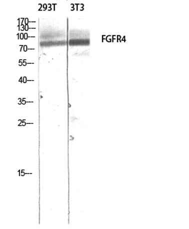 FGFR-4 rabbit pAb