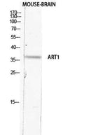 CD296 rabbit pAb