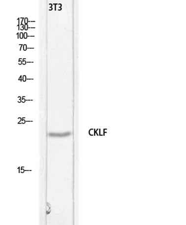 C32 rabbit pAb