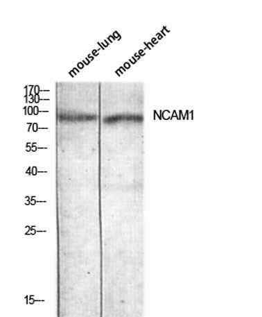 CD56 rabbit pAb