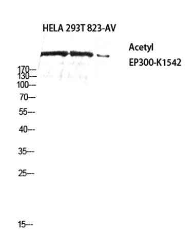 p300 (Acetyl Lys1542) rabbit pAb
