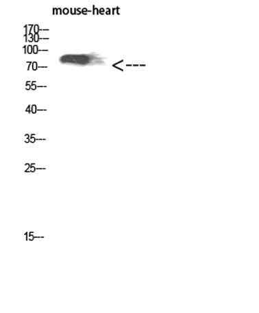 CD238 rabbit pAb