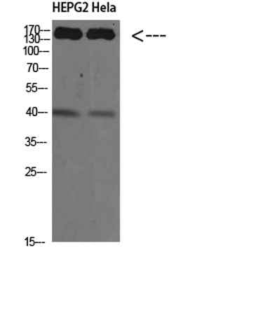 CYFIP2 rabbit pAb