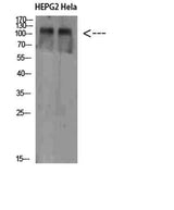 NLRX1 rabbit pAb