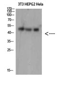 SPOP rabbit pAb 50µL/100µL