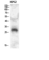 CLECSF6 rabbit pAb