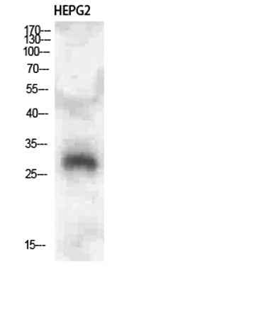 CLECSF6 rabbit pAb