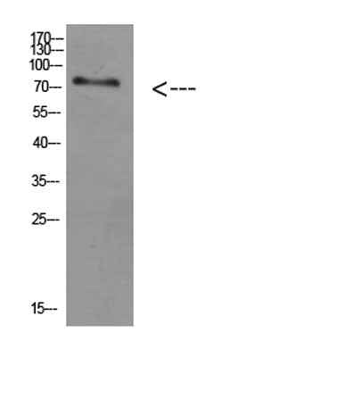 ACSS1 rabbit pAb