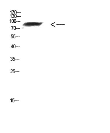 FAM48A rabbit pAb 50µL/100µL