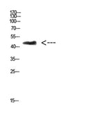 CHID1 rabbit pAb 50µL/100µL