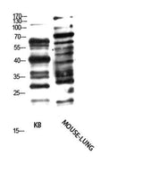 Pan glycine myristoylation rabbit pAb