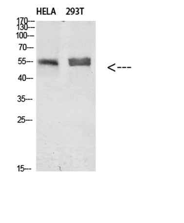 Tubulin α rabbit pAb