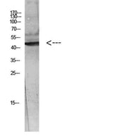 WISP-3 rabbit pAb