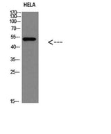 p53(Phospho-Ser366) rabbit pAb