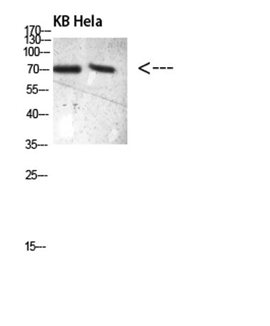 PRC1(Phospho-Thr481)rabbit pAb 50µL/100µL
