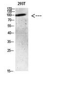 AR (Acetyl Lys633) rabbit pAb