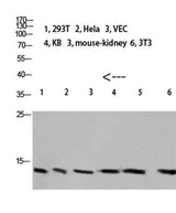 Cystatin A rabbit pAb