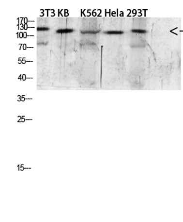 EGF rabbit pAb