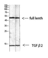 TGFβ2 rabbit pAb