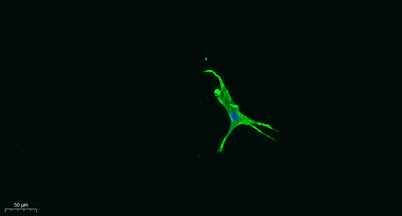 CD274 rabbit pAb