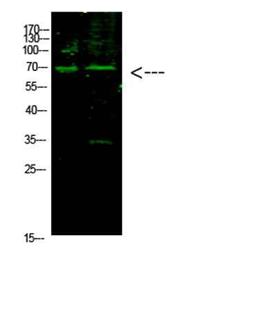 E2F-1 (Acetyl-K117) rabbit pAb