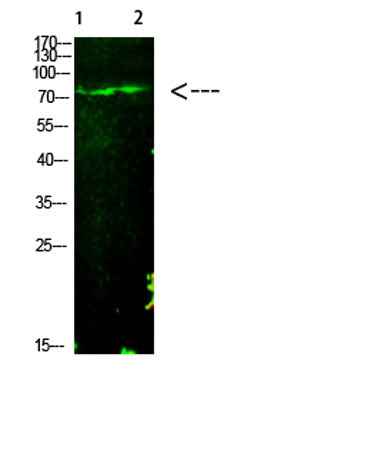E2F-1 (Acetyl-K125) rabbit pAb