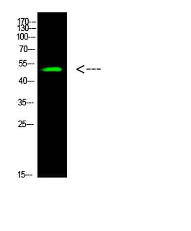 p53 (Acetyl-K305) rabbit pAb