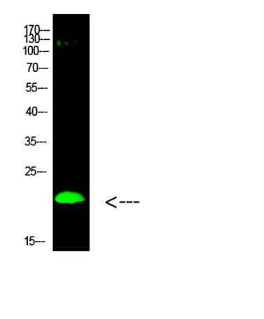 Histone H3 (Di-Methyl-K80) rabbit pAb