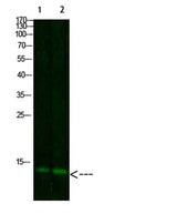 Thioredoxin rabbit pAb