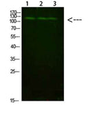 FIG4 rabbit pAb