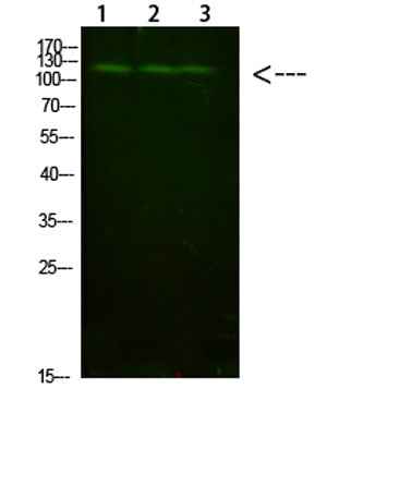 FIG4 rabbit pAb