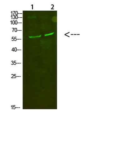 C8 α rabbit pAb