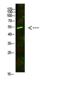 AVPR1A rabbit pAb