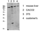 DDR1 (Phospho-Tyr513) Rabbit pAb
