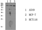 Na+/K+-ATPase α1 (Phospho-Tyr260) rabbit pAb