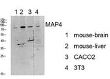 MAP4 rabbit pAb