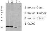 RPL35 rabbit pAb