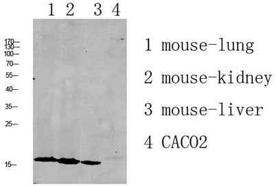 RPL35 rabbit pAb