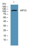 KIF1C rabbit pAb