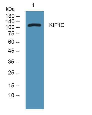 KIF1C rabbit pAb