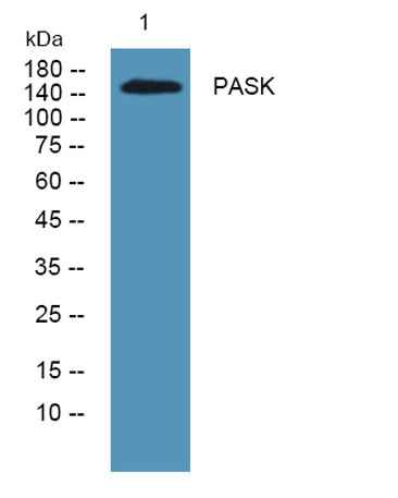 PASK rabbit pAb