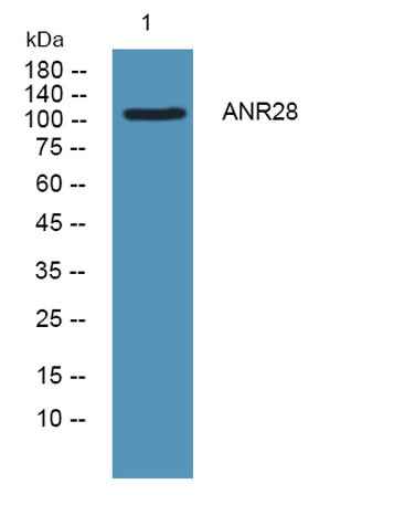 ANR28 rabbit pAb