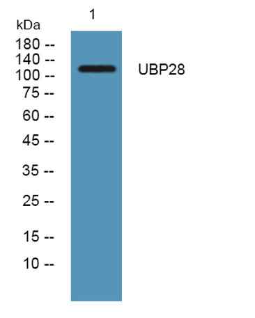 USP28 rabbit pAb