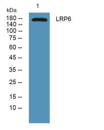 LRP6 rabbit pAb