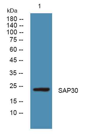 SAP30 rabbit pAb