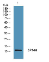 SPT4H rabbit pAb